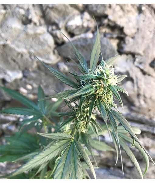 fiore cannabis light